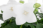 Platycodon grandiflorus 'Astra White