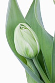 Tulipa 'Mondial