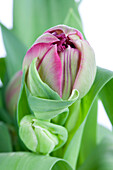 Tulipa