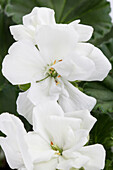 Pelargonium zonale, weiß