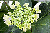 Hydrangea macrophylla Frisbee®