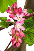 Ribes sanguineum 'King Edward VII'