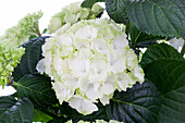 Hydrangea macrophylla, weiß