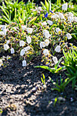 Pulsatilla vulgaris, weiß