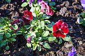 Viola cornuta Twix red with eye