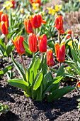 Tulipa