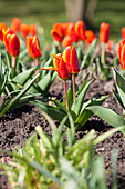 Tulipa