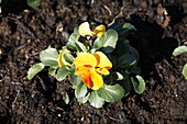 Viola cornuta 'Twix orange'