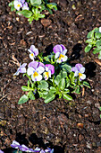 Viola cornuta Rocky Azure Twilight