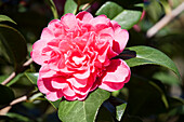 Camellia japonica 'Anticipation'