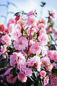 Camellia japonica Spring Festival