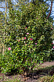 Camellia japonica 'Mrs Tingley