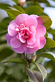 Camellia x williamsii 'Debbie'