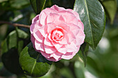 Camellia japonica Nepal Rose