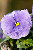 Viola x wittrockiana, purple