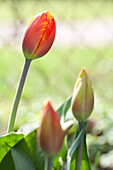 Tulipa