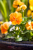 Viola cornuta, orange
