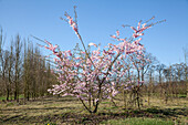 Prunus subhirtella 'Accolade'
