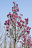 Magnolia 'Advance'