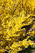 Forsythia x intermedia 'Week End'®