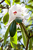 Rhododendron calophytum