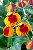 Calceolaria calynopsis