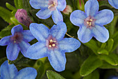 Lithodora diffusa 'Heavenly Blue'