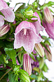 Campanula