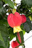 Abutilon megapotamicum 'Big Bell'