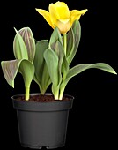 Tulipa