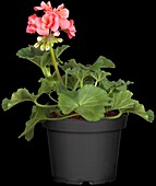 Pelargonium zonale