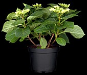 Hydrangea macrophylla Frisbee®