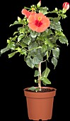 Hibiscus rosa-sinensis, strain