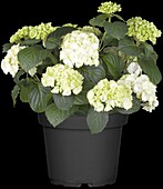 Hydrangea macrophylla, white