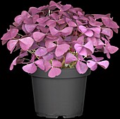 Oxalis regnellii