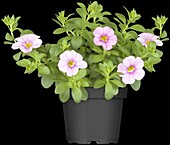 Calibrachoa, pink