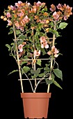 Bougainvillea, trellis trellis