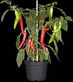 Capsicum annuum