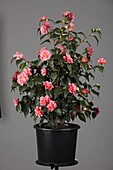 Camellia japonica Beautyflame