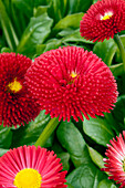 Bellis perennis, rot