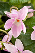 Viola odorata, pink