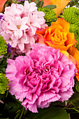 Hyacinthus, Dianthus, Rosa