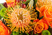 Leucospermum