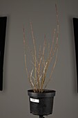 Forsythia x intermedia 'Lynwood'