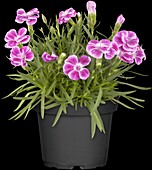 Dianthus caryophyllus