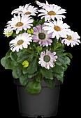 Osteospermum