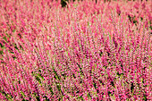 Calluna