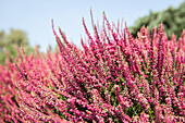 Calluna