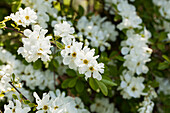 Exochorda x macrantha 'The Bride'