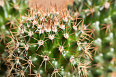 Mammillaria spinosissima